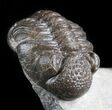 Rare, Eifel Geesops Trilobite - Germany #50609-2